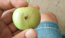 苹果怎么套袋视频,轻松掌握果实保护新方法